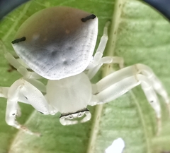 Thomisus spectabilis