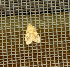 Pseudobarsine bombdilensis