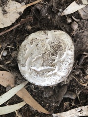 Mycenastrum corium