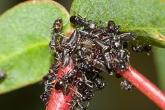 Ochetellus punctatissimus