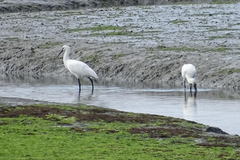 Platalea leucorodia