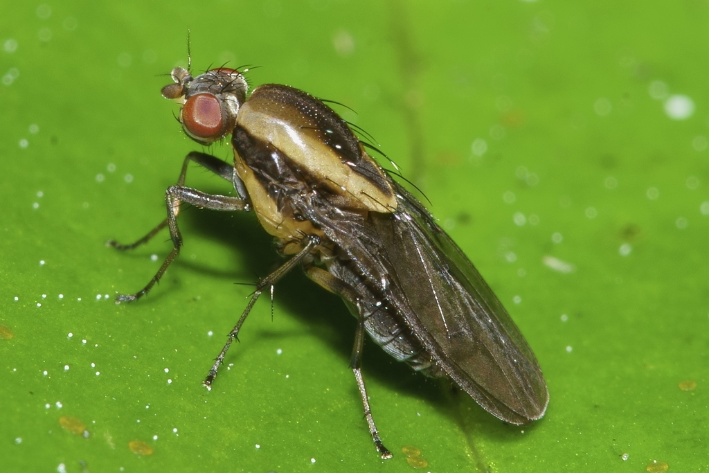 Cnemospathidinae