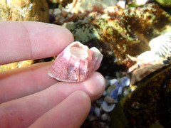 Megabalanus tintinnabulum