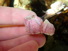 Megabalanus tintinnabulum