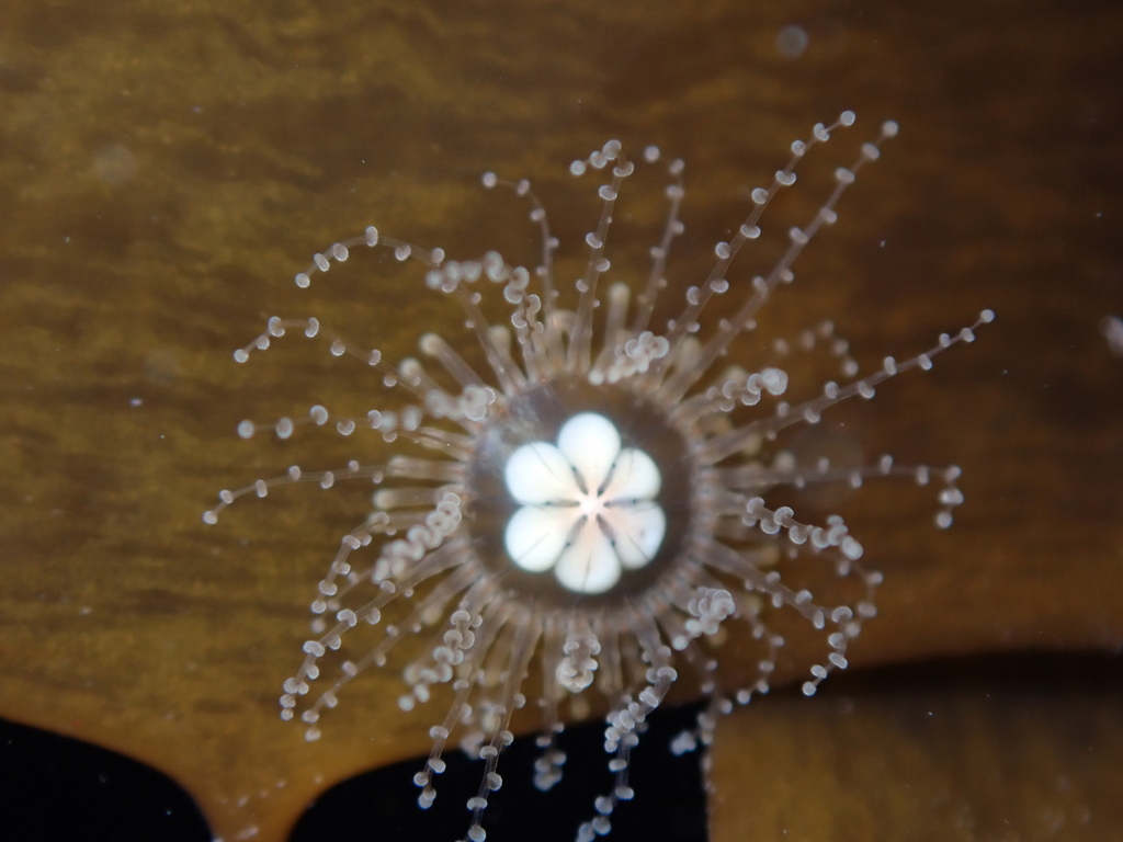 Staurocladia wellingtoni