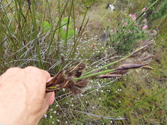 Hypodiscus aristatus