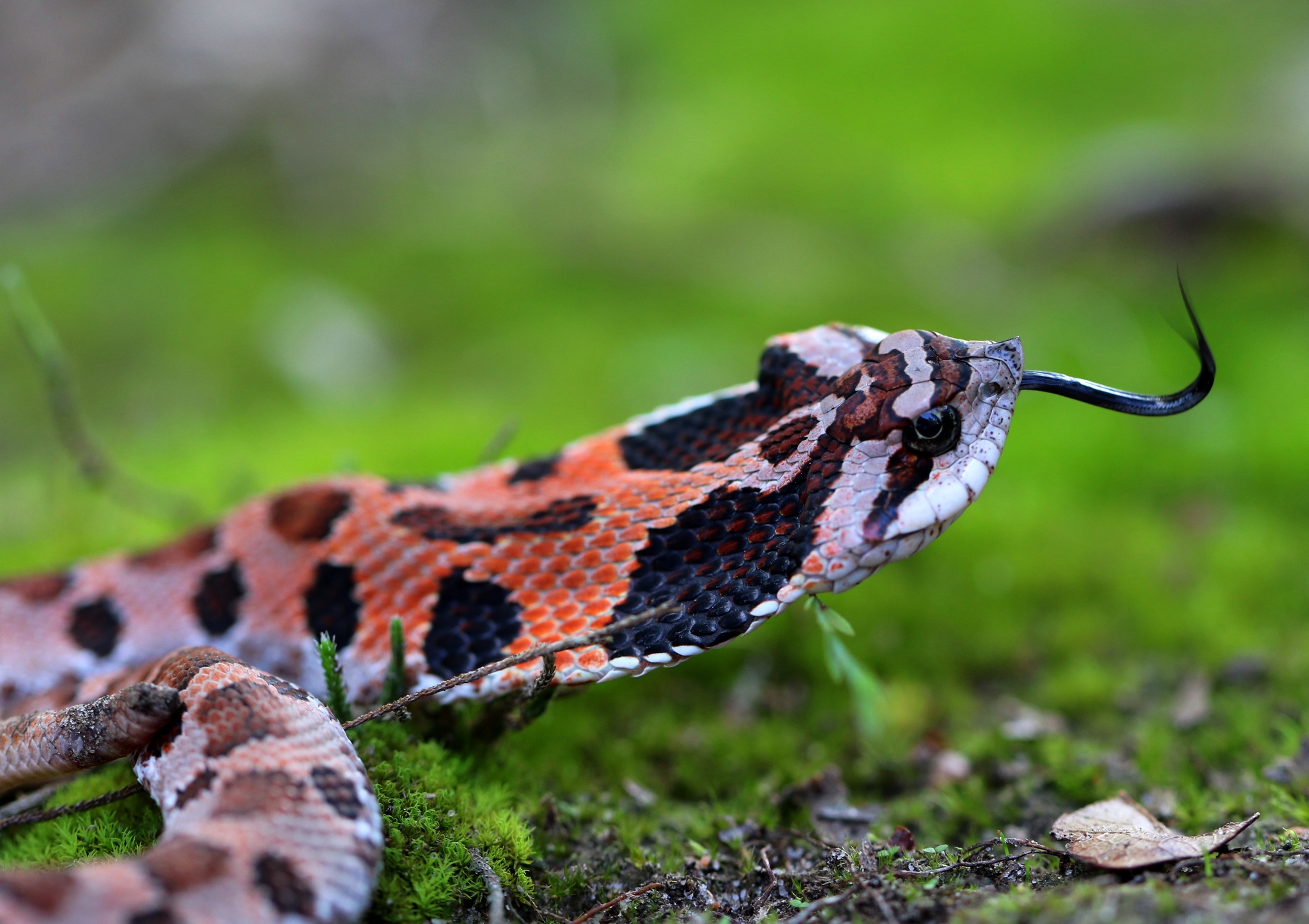 An orange and black snake lies in moss.