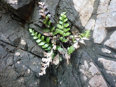 Asplenium difforme