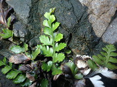 Asplenium difforme