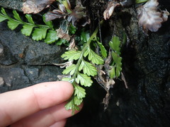 Asplenium difforme