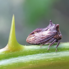 Acanthuchus trispinifer