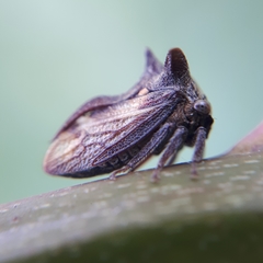 Acanthuchus trispinifer