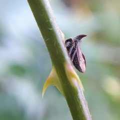 Acanthuchus trispinifer