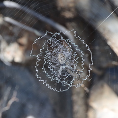 Argiope mascordi