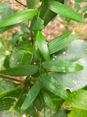 Geitonoplesium cymosum