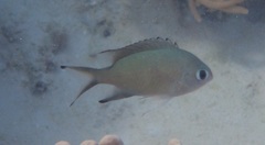 Azurina lepidolepis
