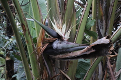 Strelitzia nicolai