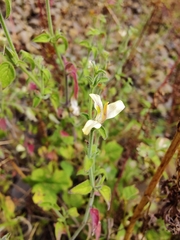 Carlowrightia