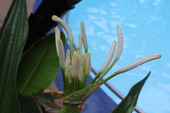 Crinum asiaticum