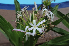 Crinum asiaticum