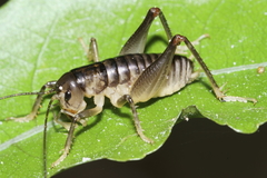 Hemiandrus pallitarsis