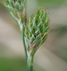 Carex balfourii