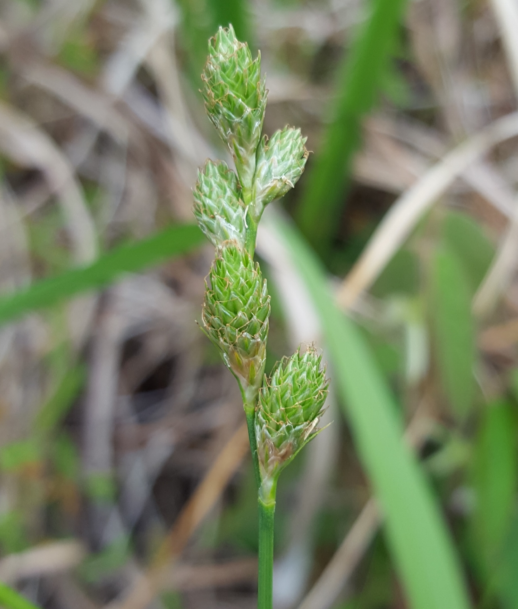 (c) François Rousseu, certains droits réservés (CC BY-NC) https://www.inaturalist.org/observations/99522270