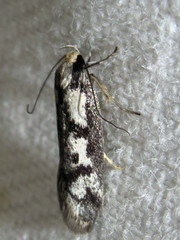 Palimmeces poecilella