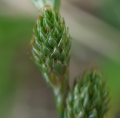 Carex balfourii