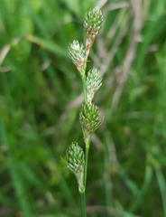 Carex balfourii