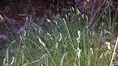 Carex balfourii