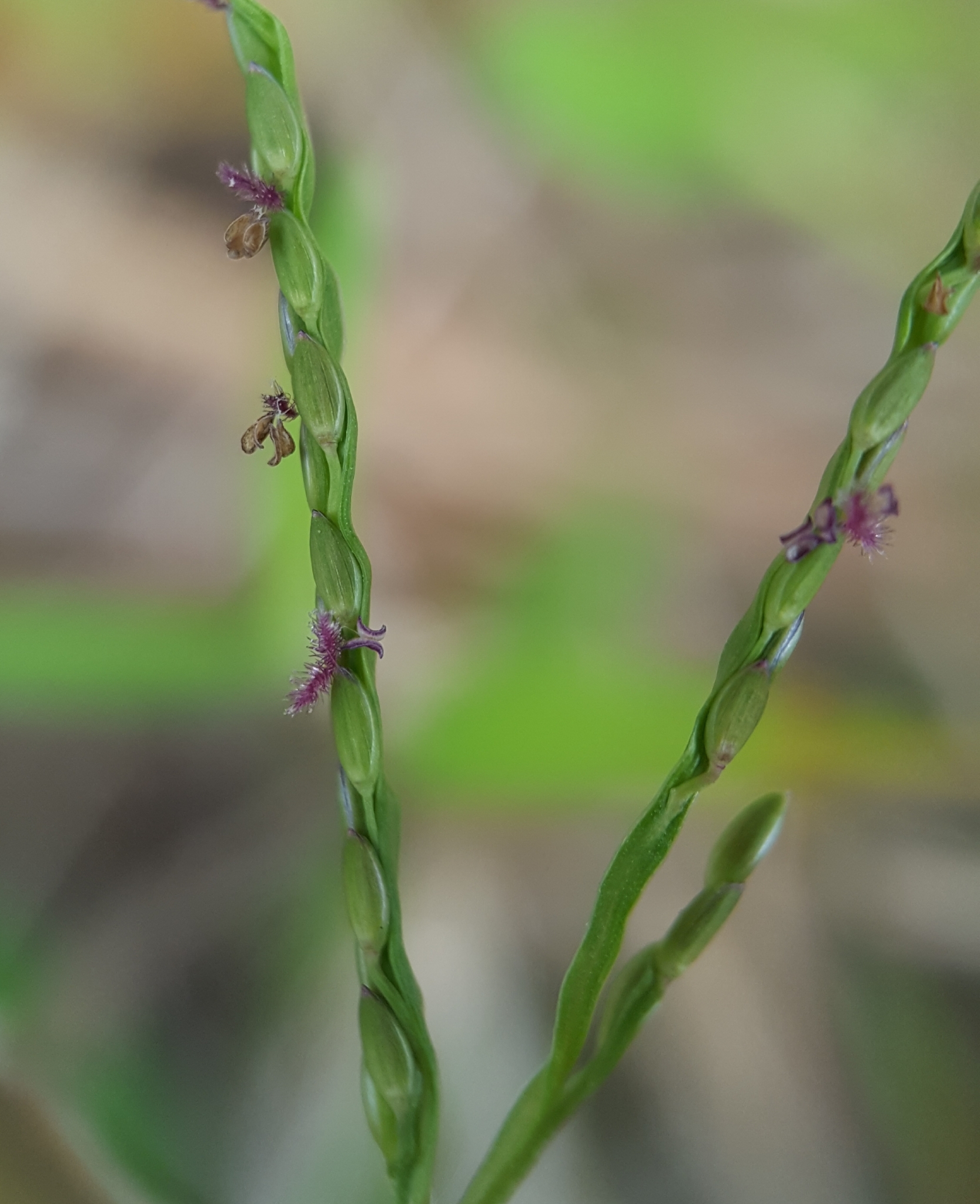 (c) François Rousseu, certains droits réservés (CC BY-NC) https://www.inaturalist.org/observations/99522308