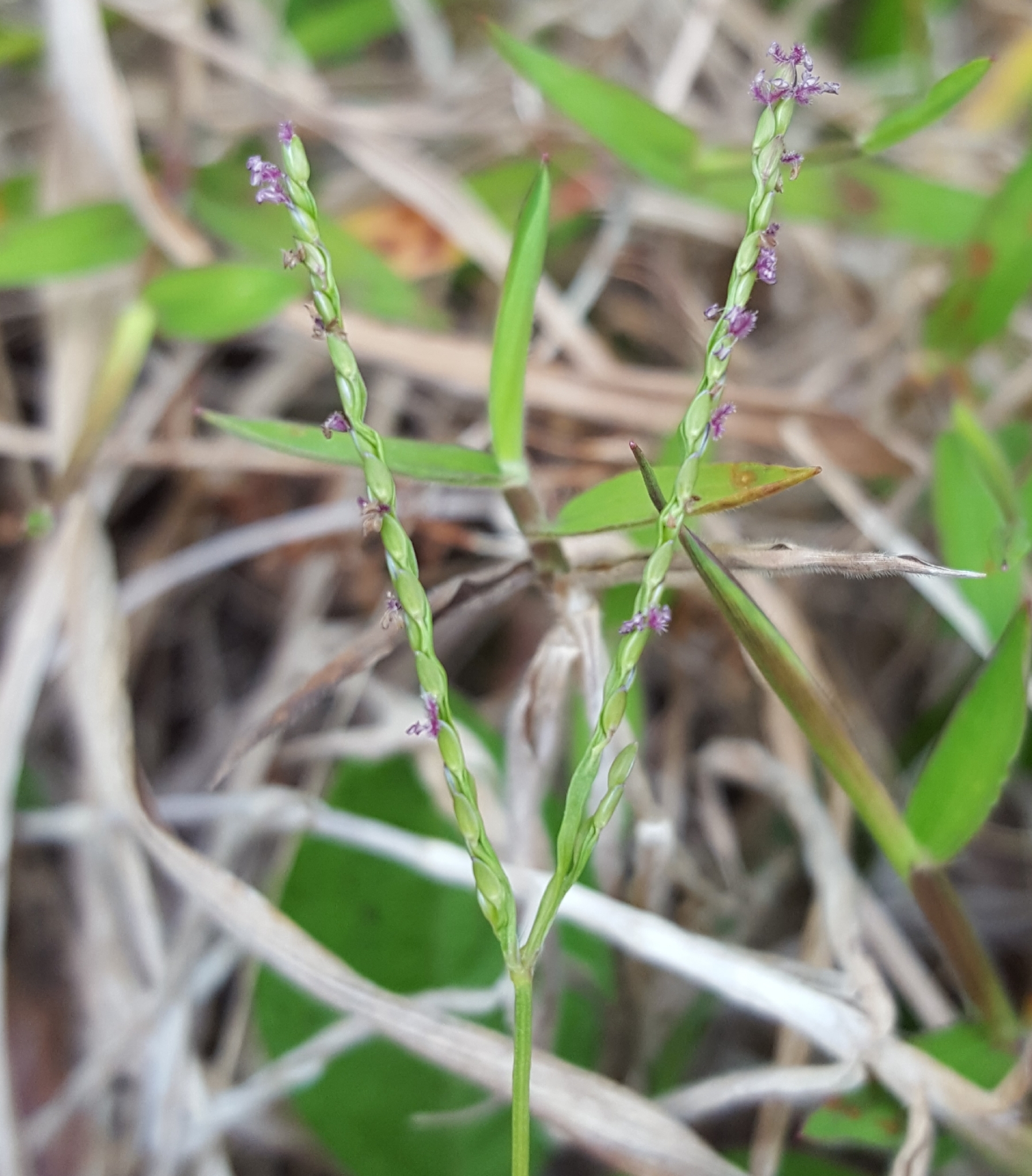 (c) François Rousseu, certains droits réservés (CC BY-NC) https://www.inaturalist.org/observations/99522308