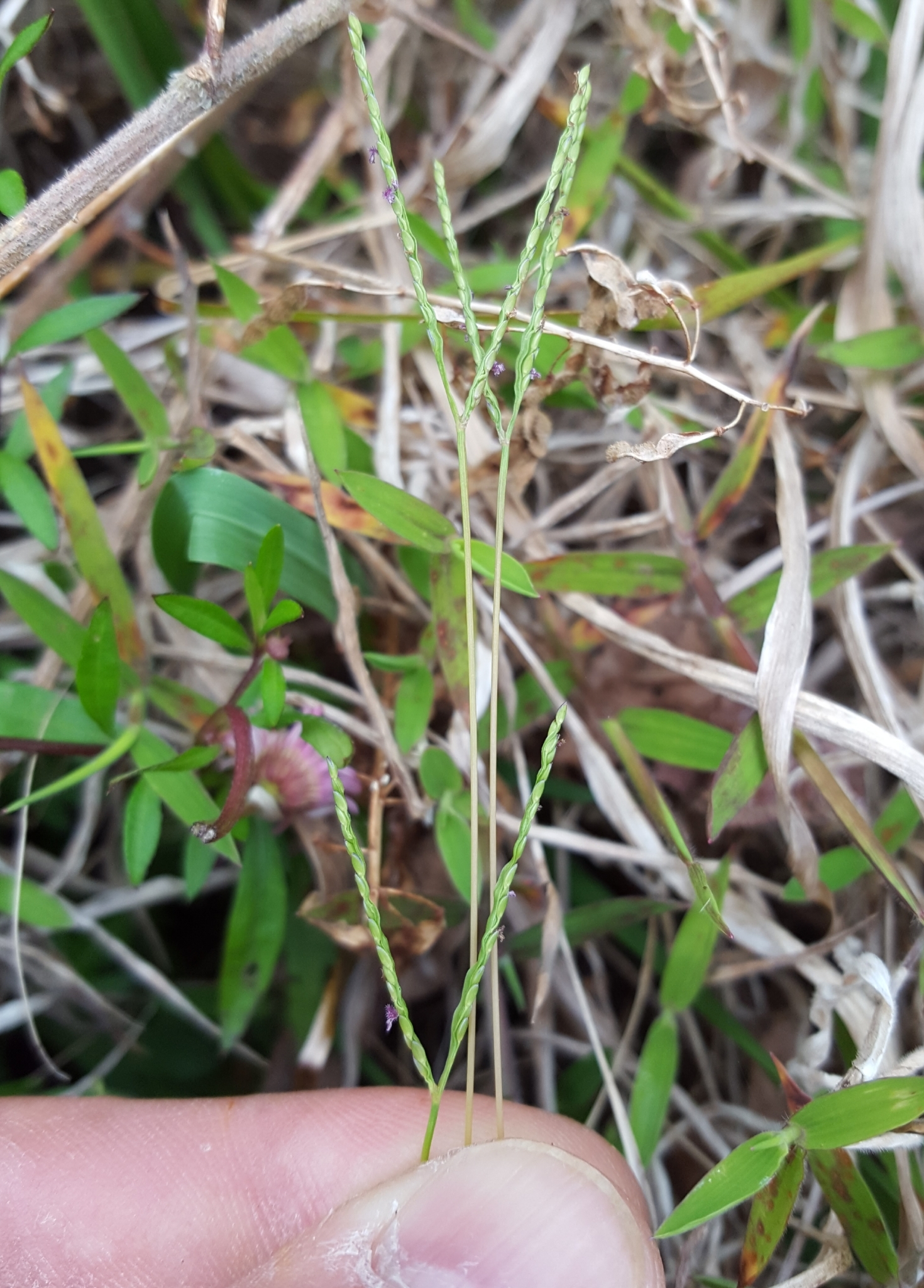 (c) François Rousseu, certains droits réservés (CC BY-NC) https://www.inaturalist.org/observations/99522308