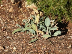 Penstemon pachyphyllus