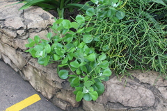 Osteospermum moniliferum