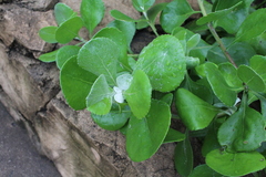 Osteospermum moniliferum