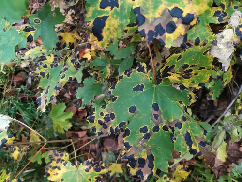 čerň javorová (Rhytisma acerinum)