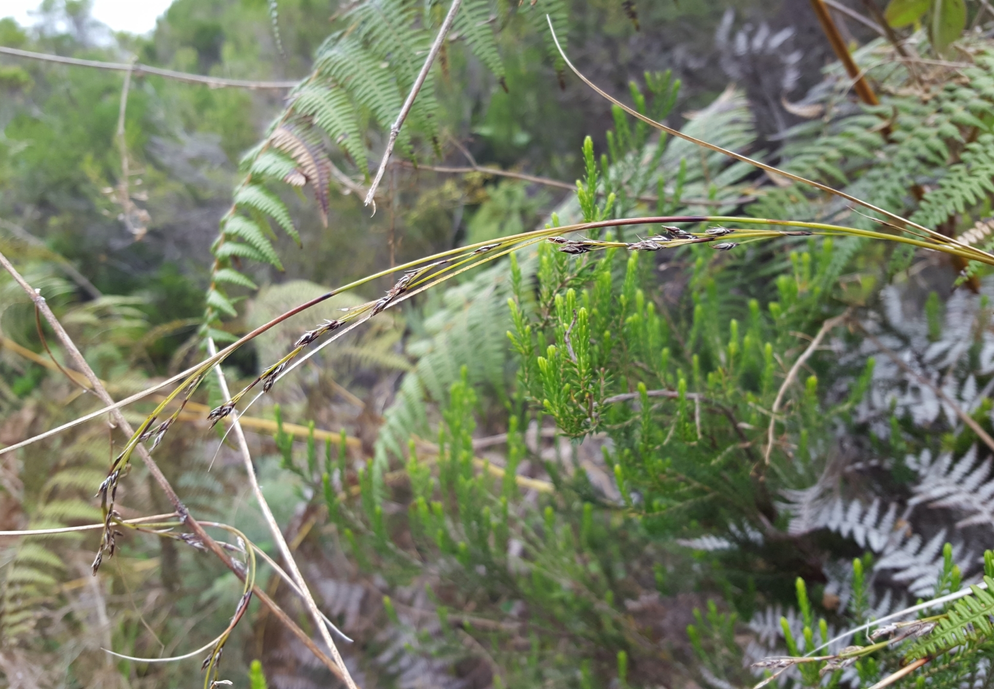 (c) François Rousseu, certains droits réservés (CC BY-NC) https://www.inaturalist.org/observations/99522434
