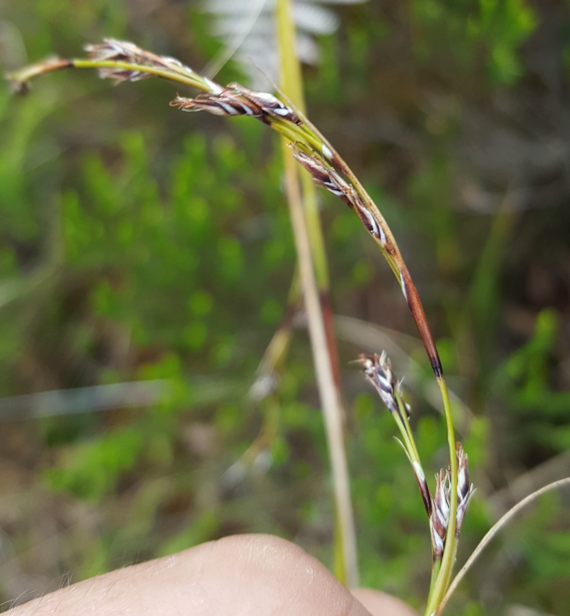 (c) François Rousseu, certains droits réservés (CC BY-NC) https://www.inaturalist.org/observations/99522434