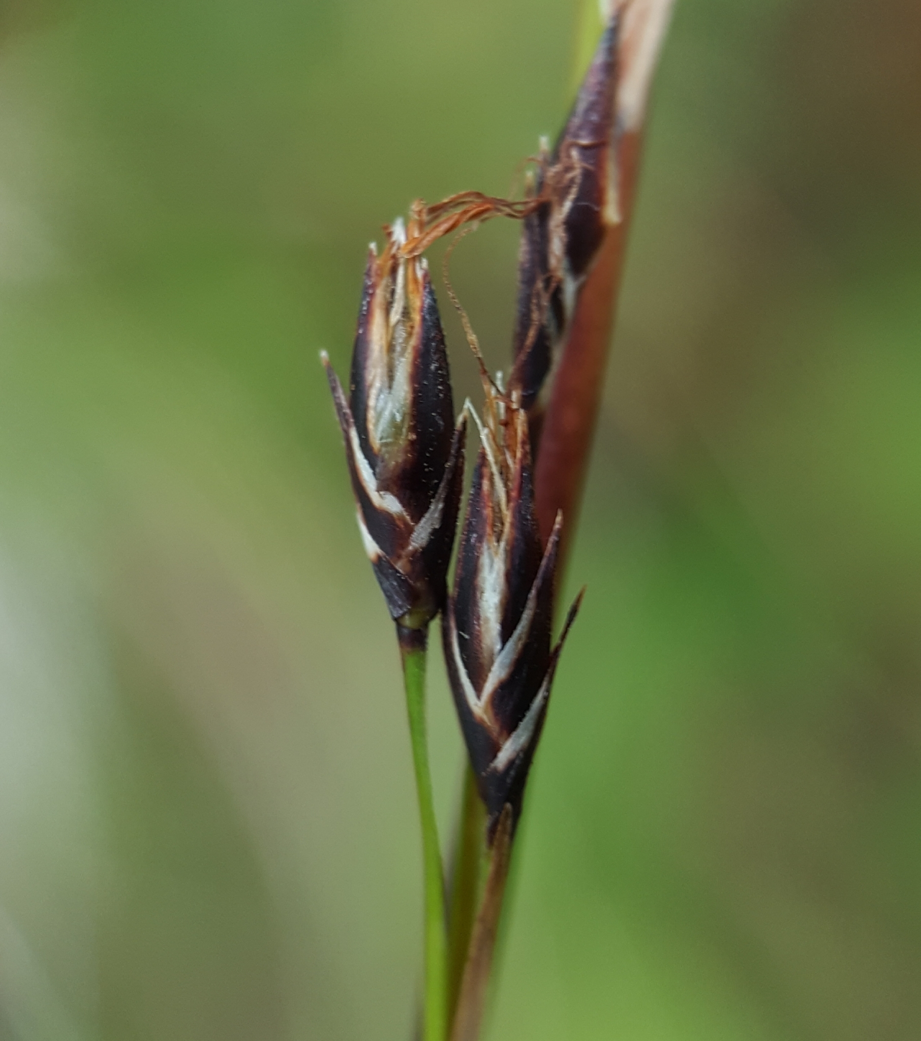 (c) François Rousseu, certains droits réservés (CC BY-NC) https://www.inaturalist.org/observations/99522434