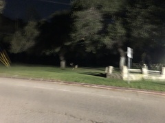 Odocoileus hemionus californicus