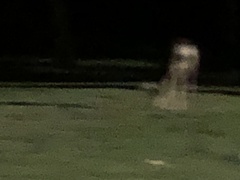 Odocoileus hemionus californicus