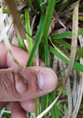 Costularia melicoides