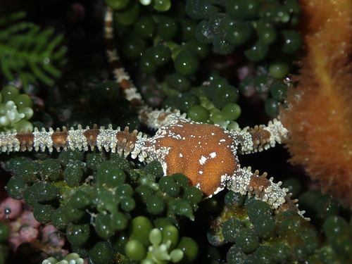 Ophiomyxa brevirima