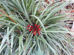 Fascicularia bicolor