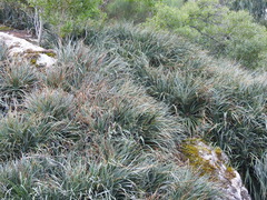 Fascicularia bicolor