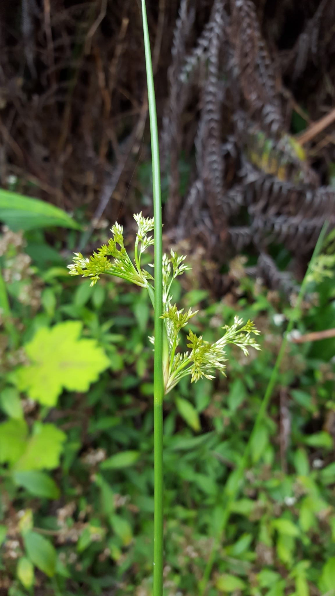 (c) François Rousseu, certains droits réservés (CC BY-NC) https://www.inaturalist.org/observations/99522572