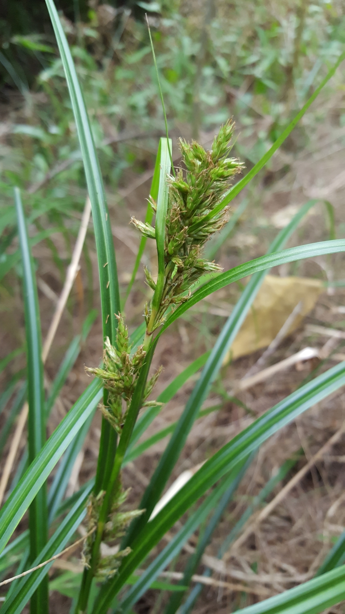 (c) François Rousseu, certains droits réservés (CC BY-NC) https://www.inaturalist.org/observations/99522575