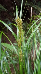 Carex wahlenbergiana